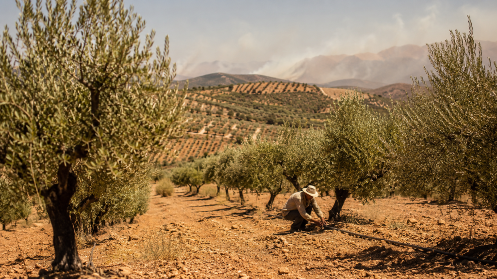 Sun-scorched Mediterranean olive grove under heatwave conditions, illustrating Europe's 2026 olive harvest heat and drought stress
